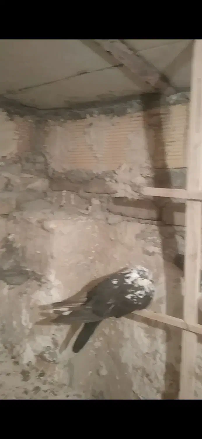 زاغ گوره|پرنده|دورود, |دیوار