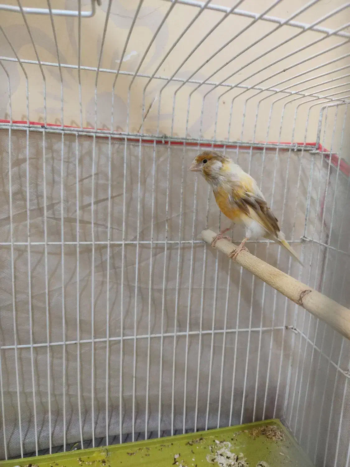 ماده قناری|پرنده|سیرجان, |دیوار