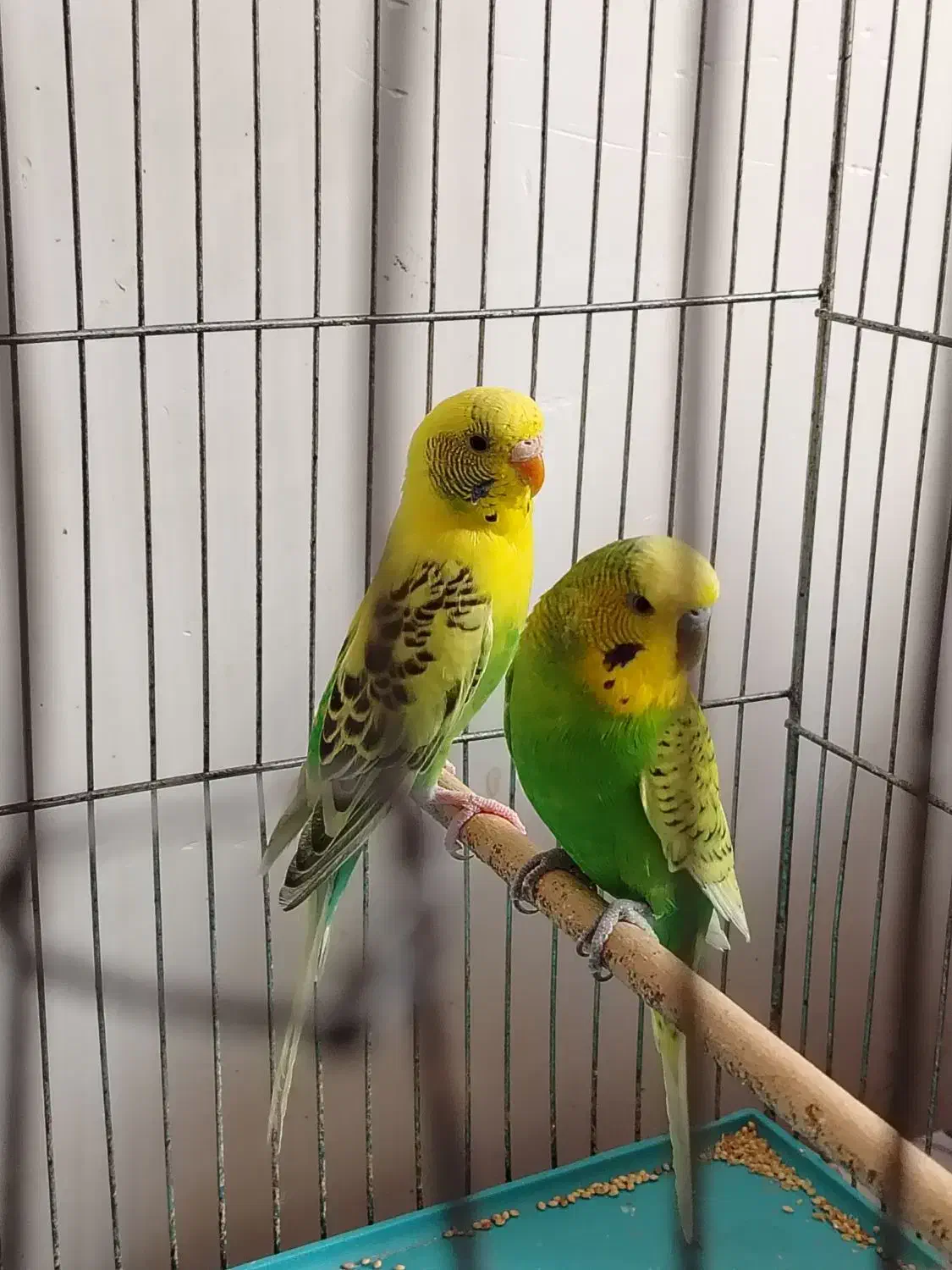 مرغ عشق|پرنده|آران و بیدگل, |دیوار