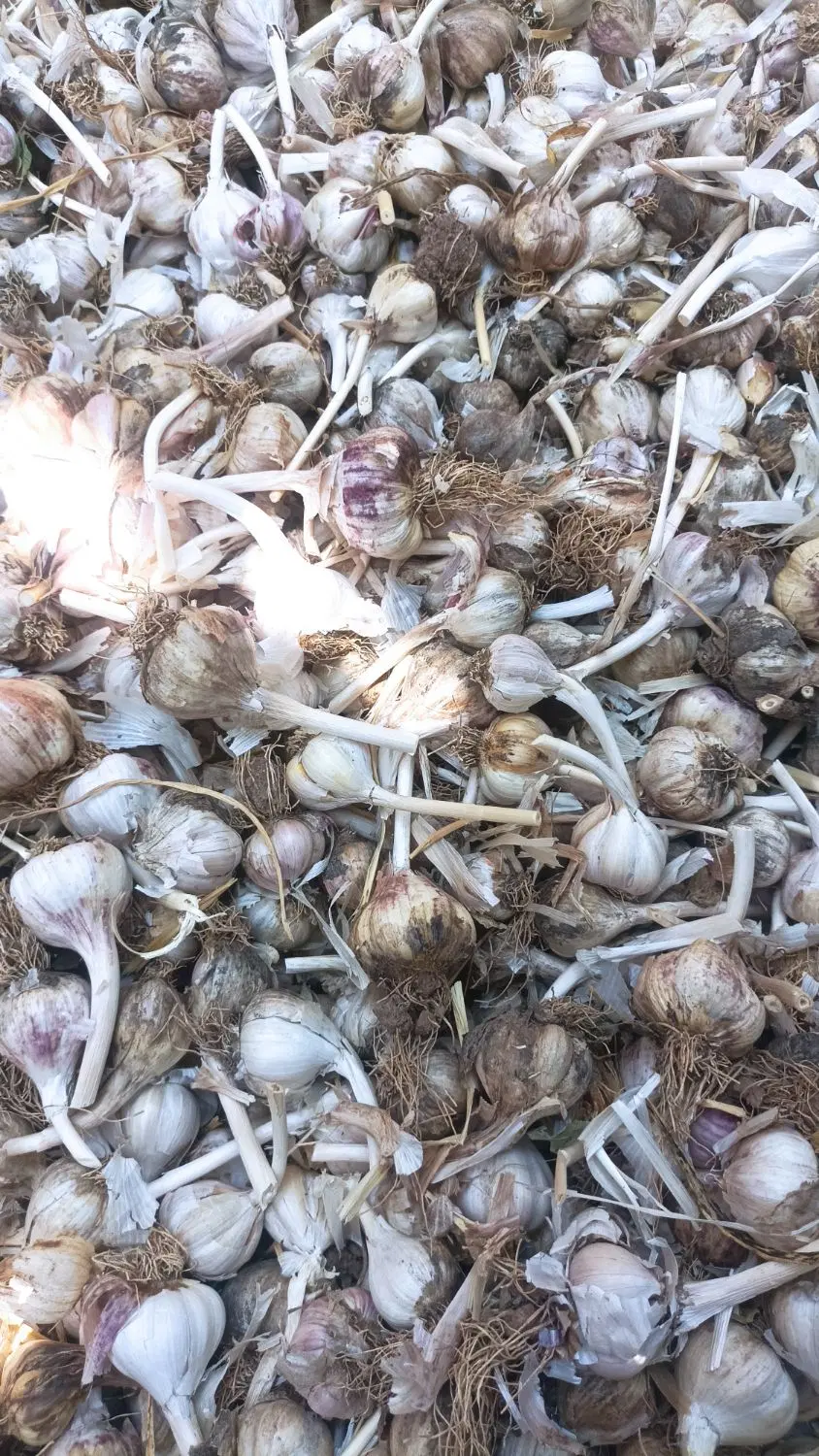 سیر|خوردنی و آشامیدنی|میاندوآب, |دیوار