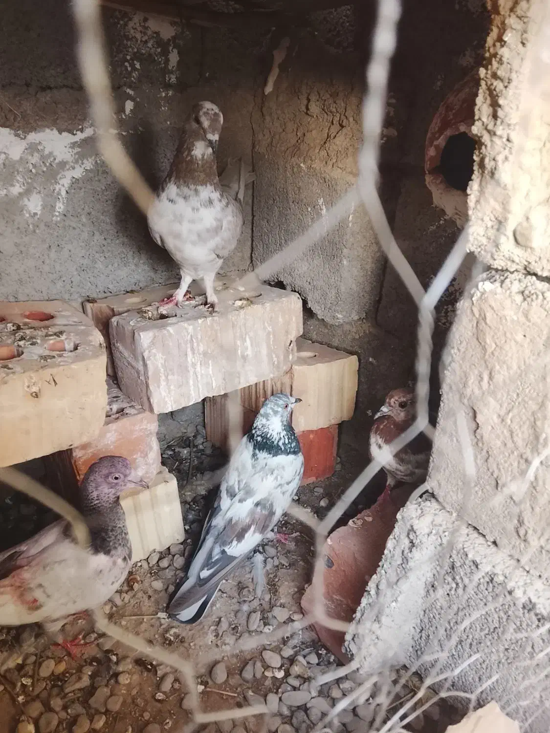 کفتر|پرنده|بمپور, |دیوار