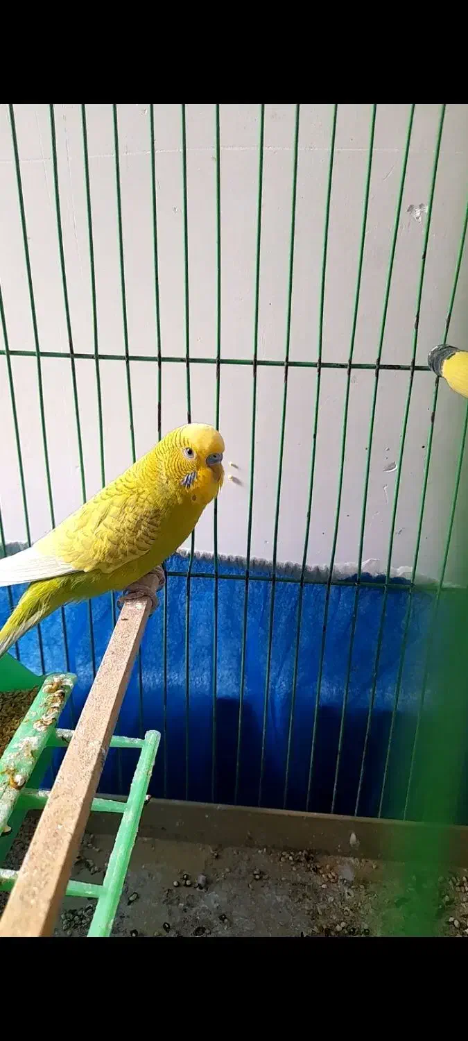 مرغ عشق|پرنده|ایذه, |دیوار