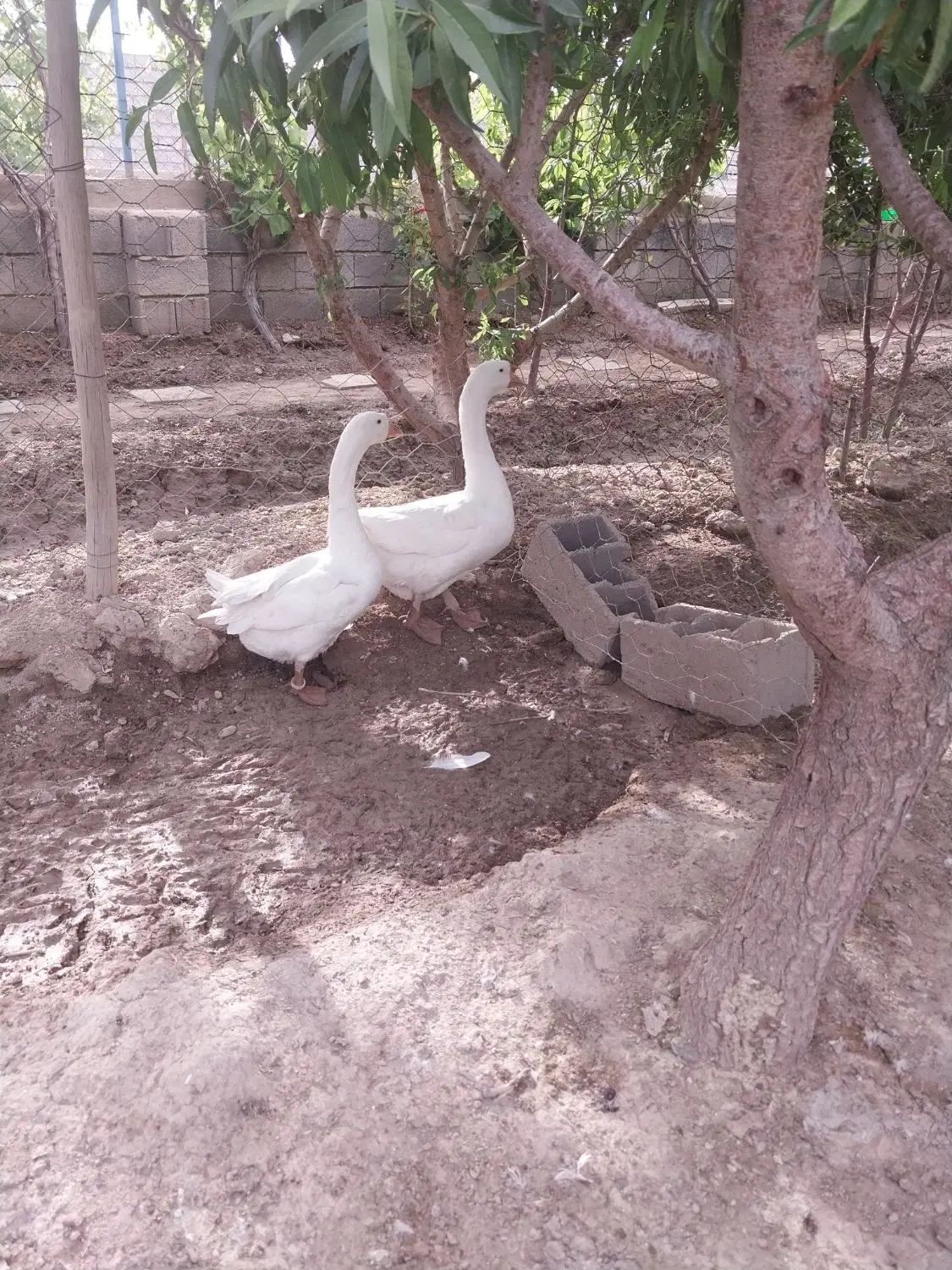 قوغاز|حیوانات مزرعه|اصفهان, شهرک کوثر|دیوار