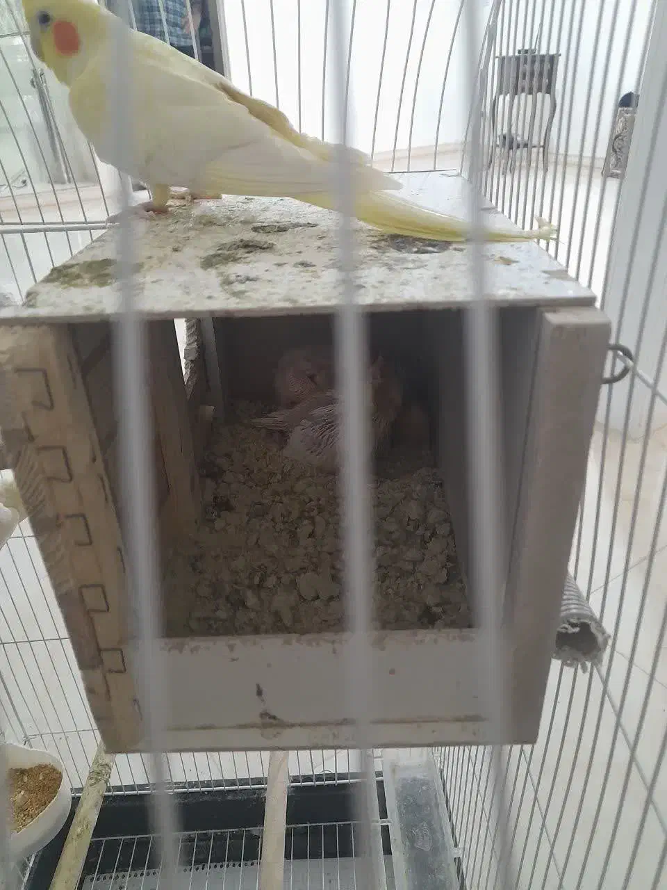 عروس هلندی|پرنده|رباطکریم, رباطکریم|دیوار