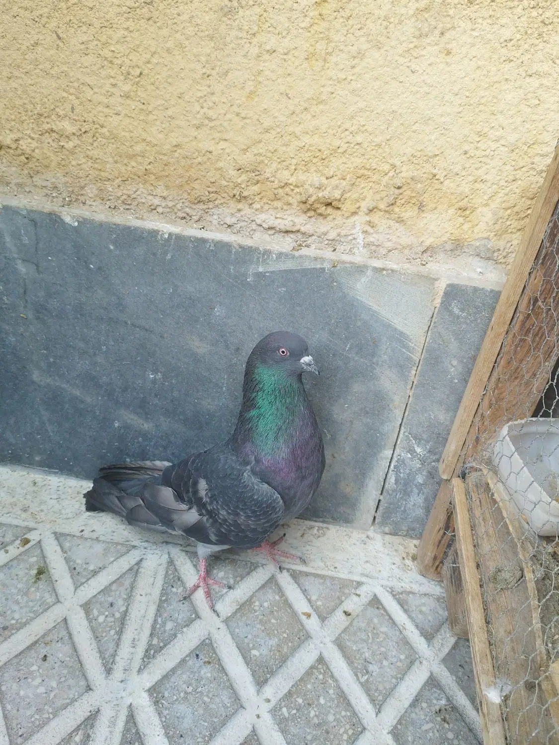 زاغ سیز|پرنده|سمنان, |دیوار