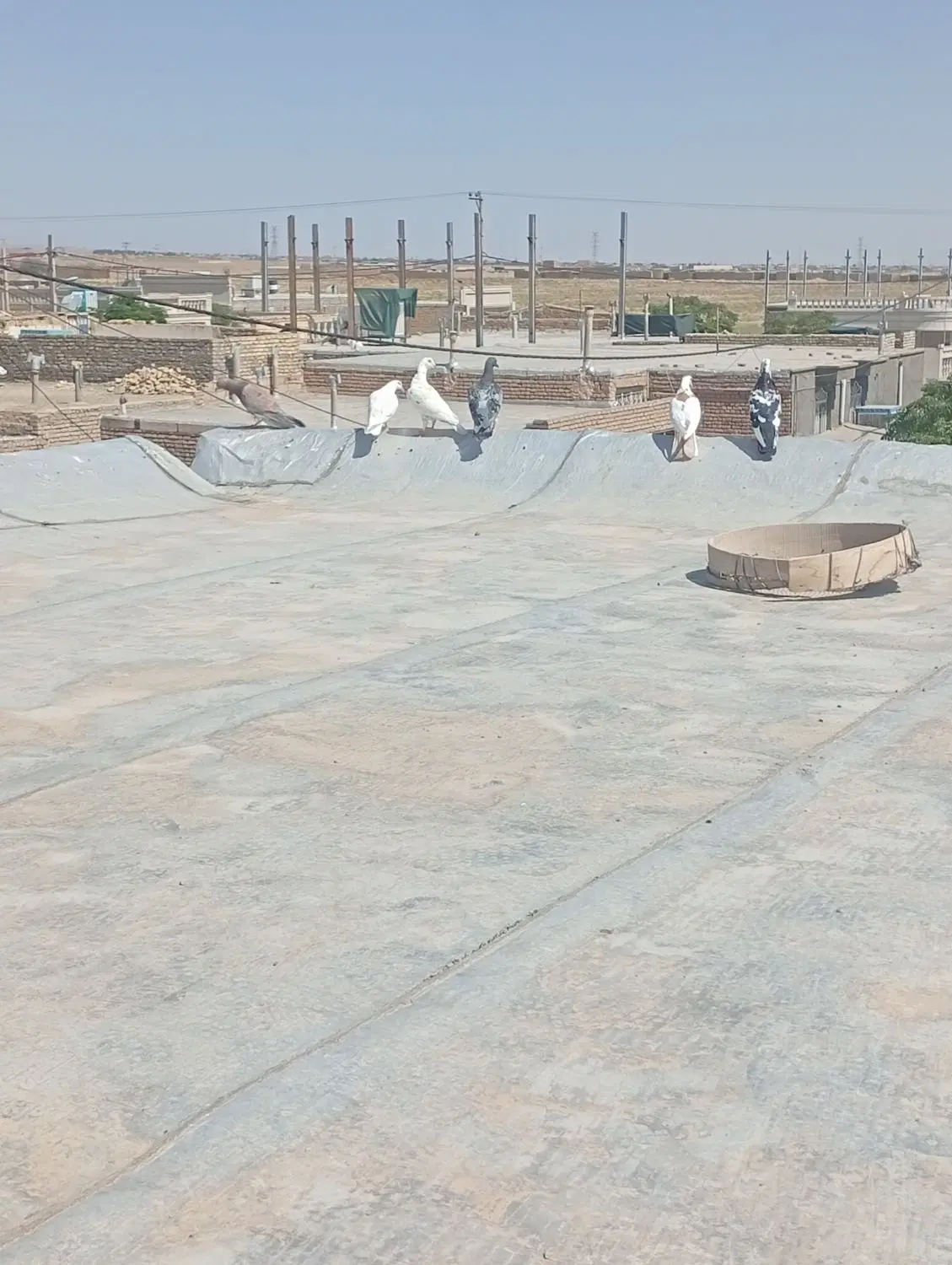 کفتر|پرنده|انابد, |دیوار