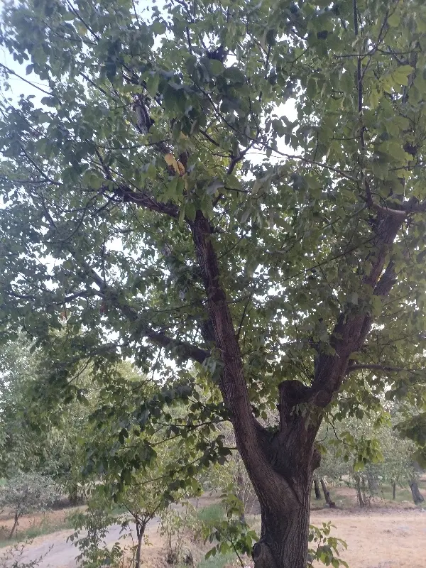 گردو|خوردنی و آشامیدنی|کرج, چمن|دیوار