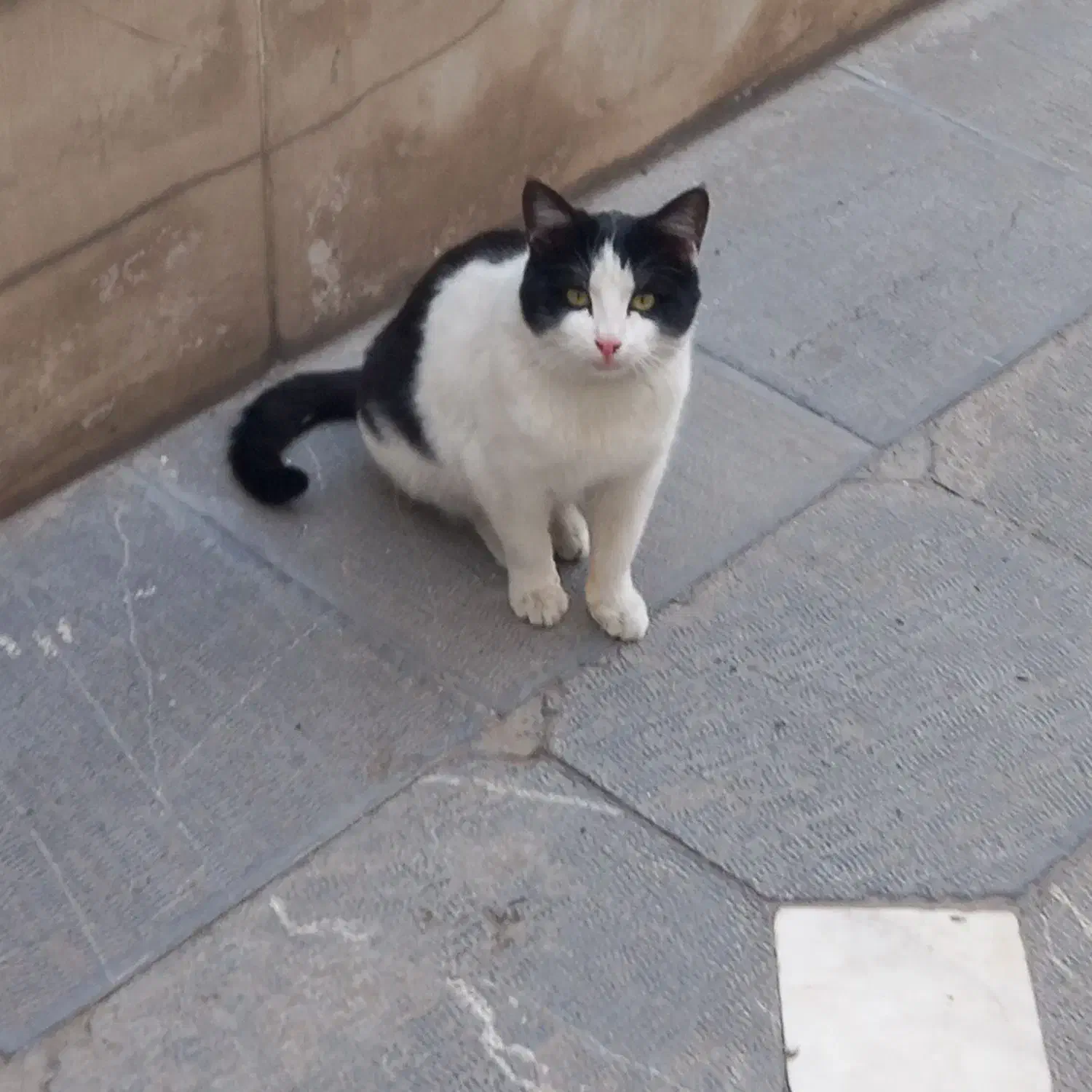 گربه|حیوانات|اردبیل, |دیوار