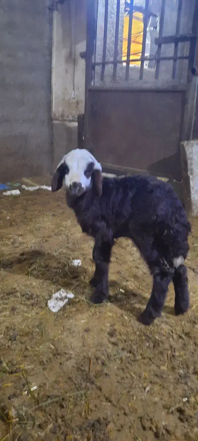 بره شیری افشاری هترو|حیوانات مزرعه|آبسرد, |دیوار