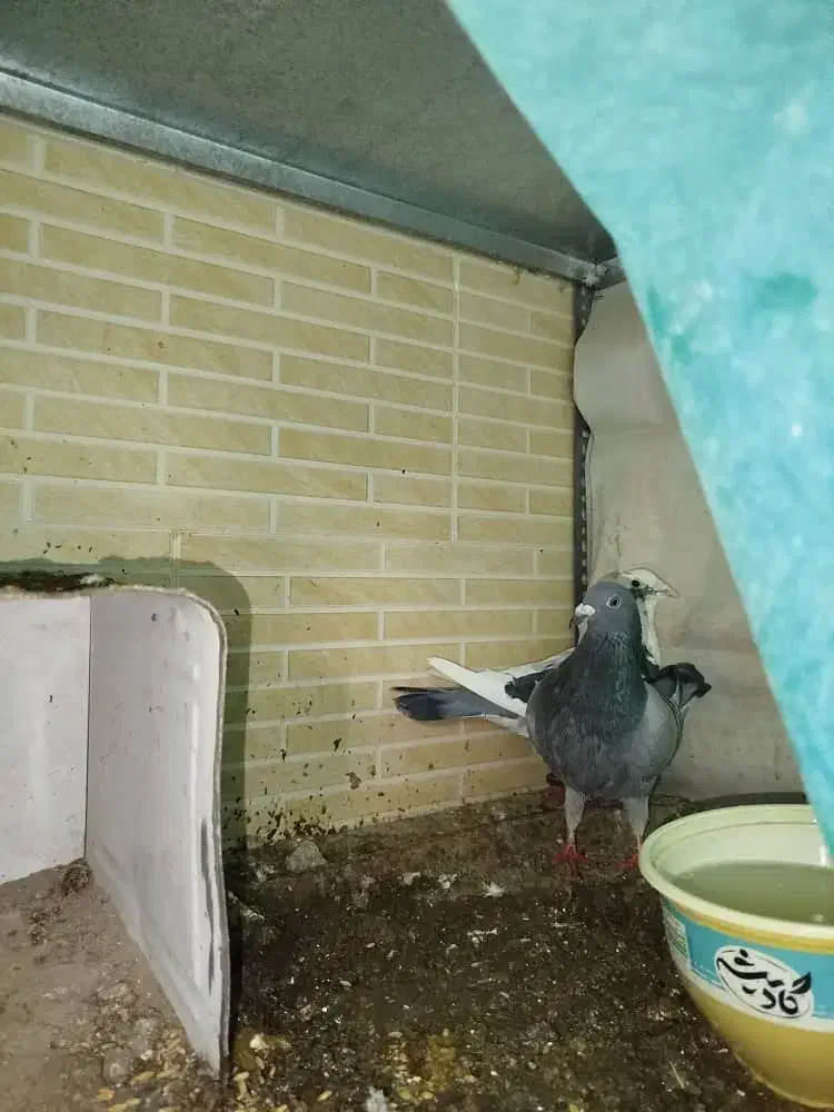 کفتر|پرنده|تفت, |دیوار