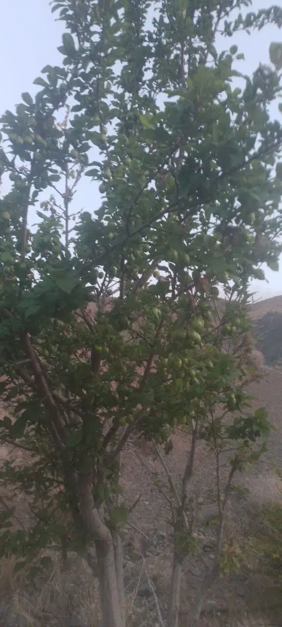 تصویر 7