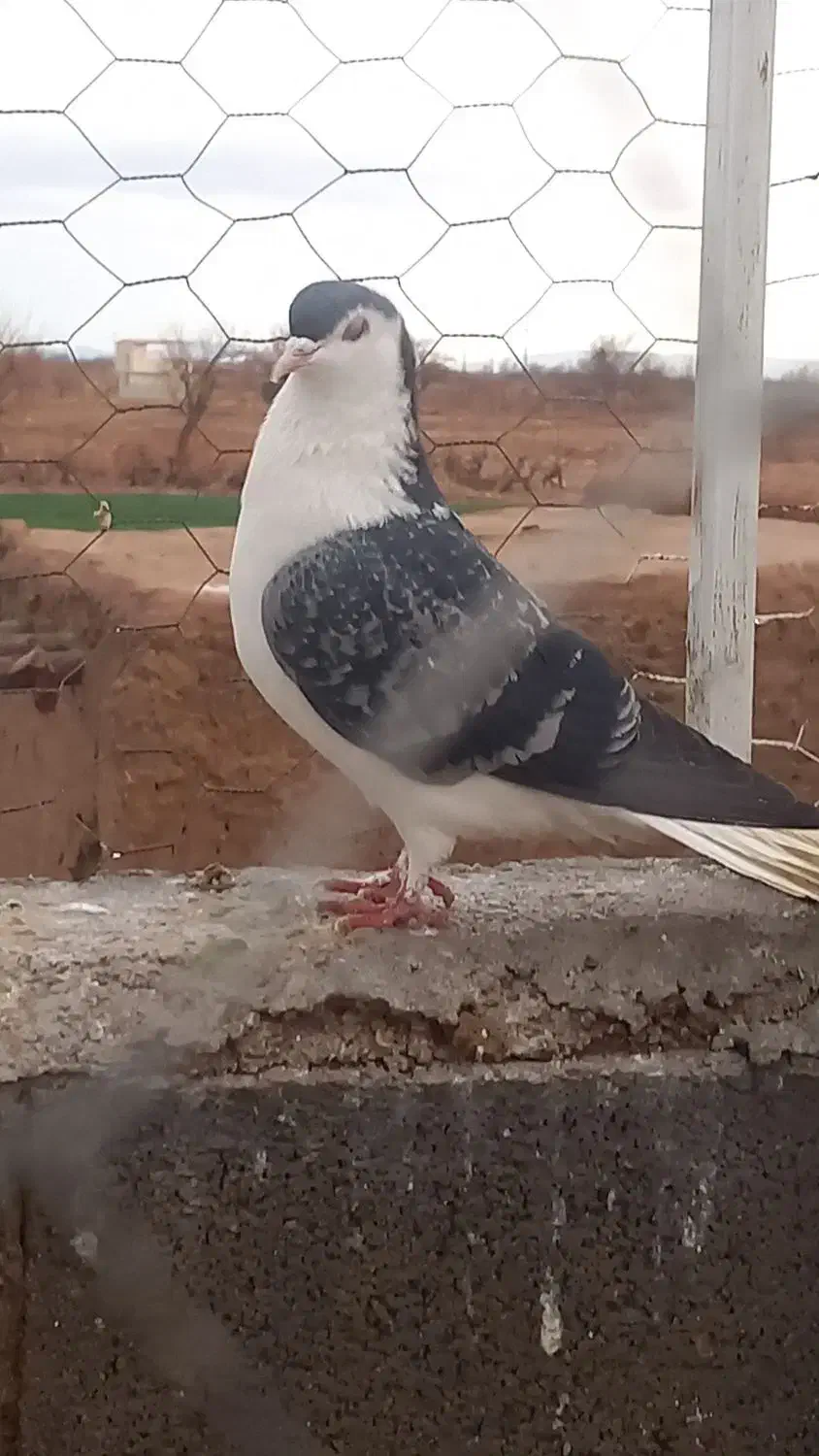 پرنده|پرنده|اسفراین, |دیوار