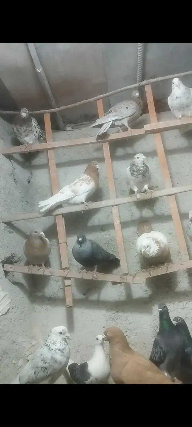 کبوتر|پرنده|کوهسار (البرز), |دیوار