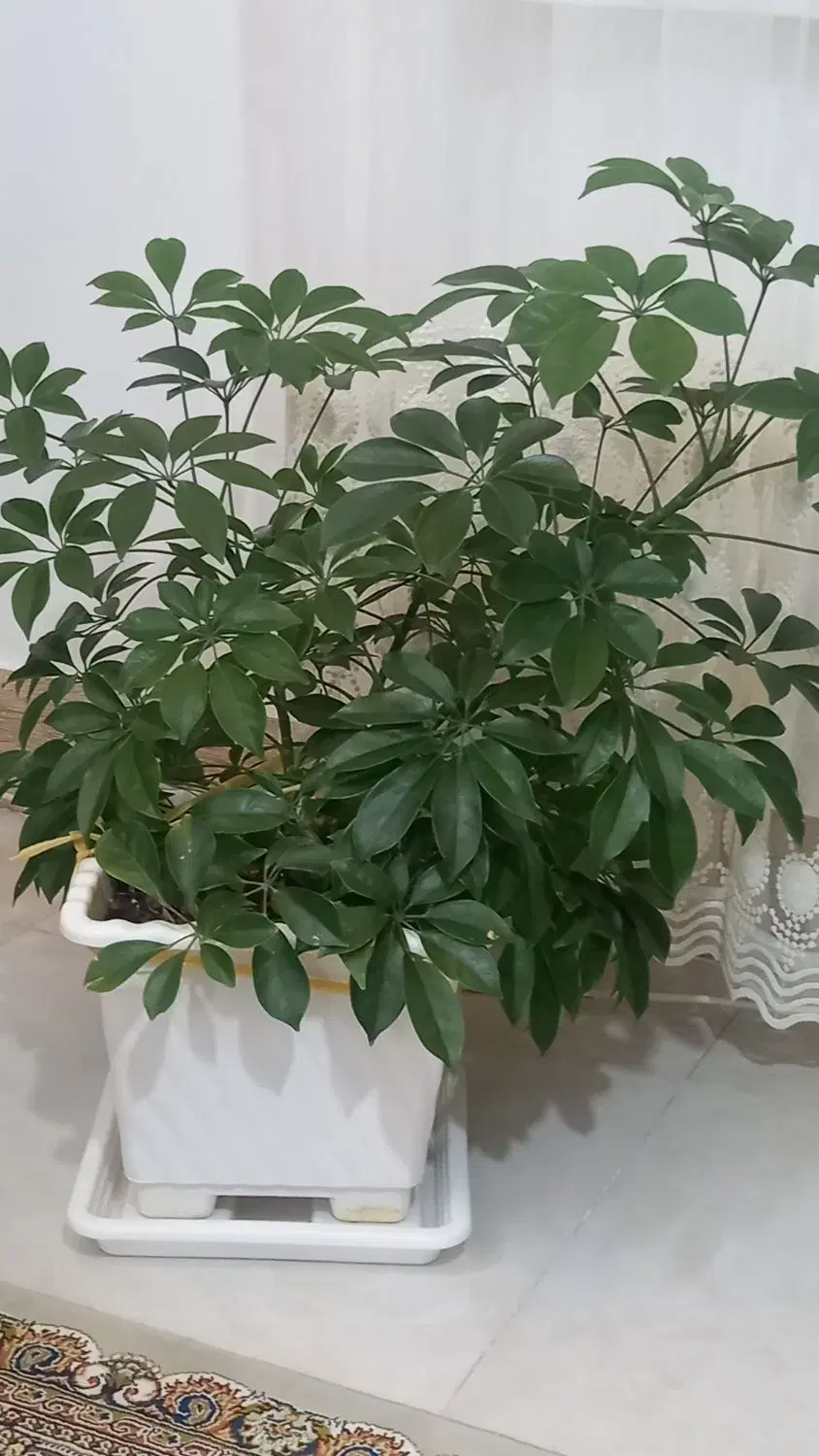 گلکده|گل و گیاه طبیعی|بجنورد, |دیوار