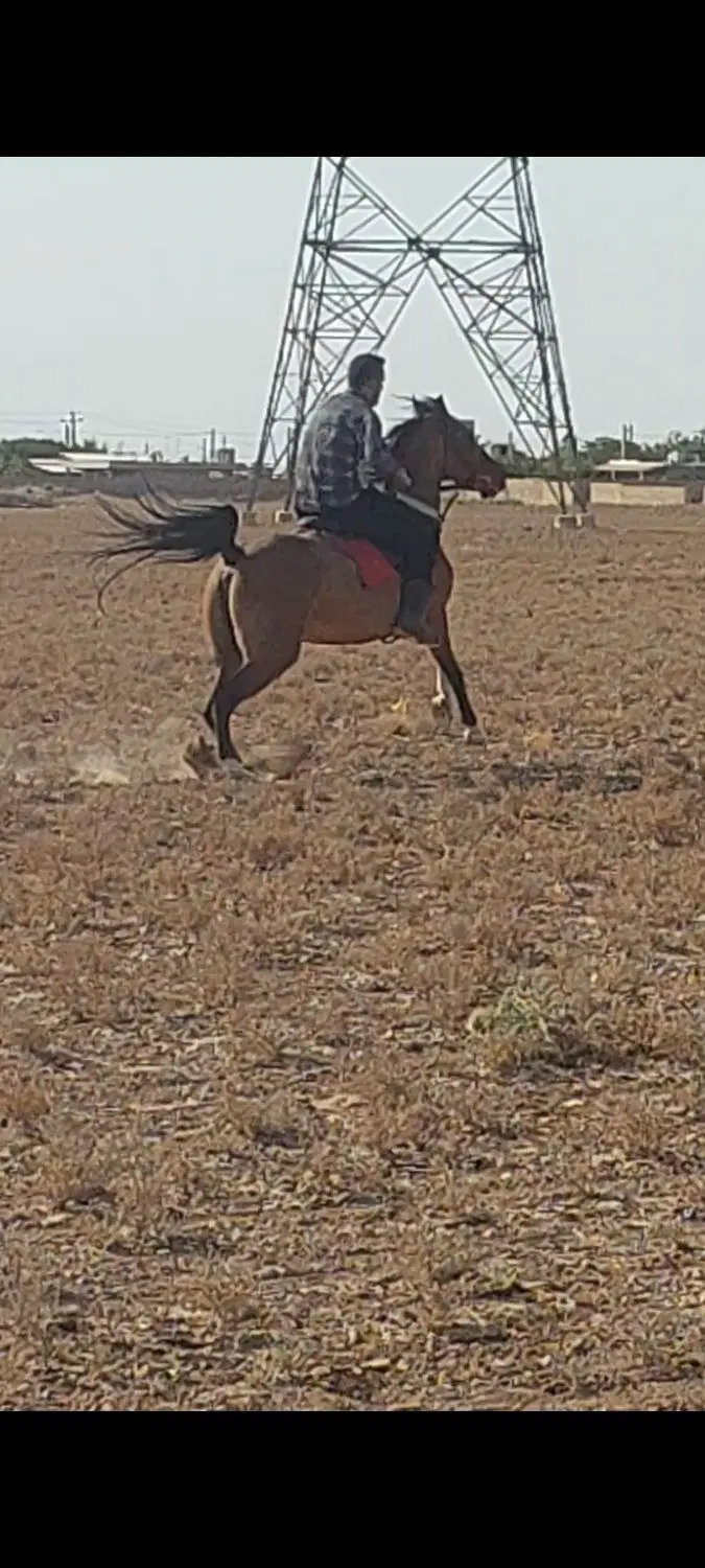 اسب|اسب و تجهیزات اسب‌سواری|معصومیه, |دیوار