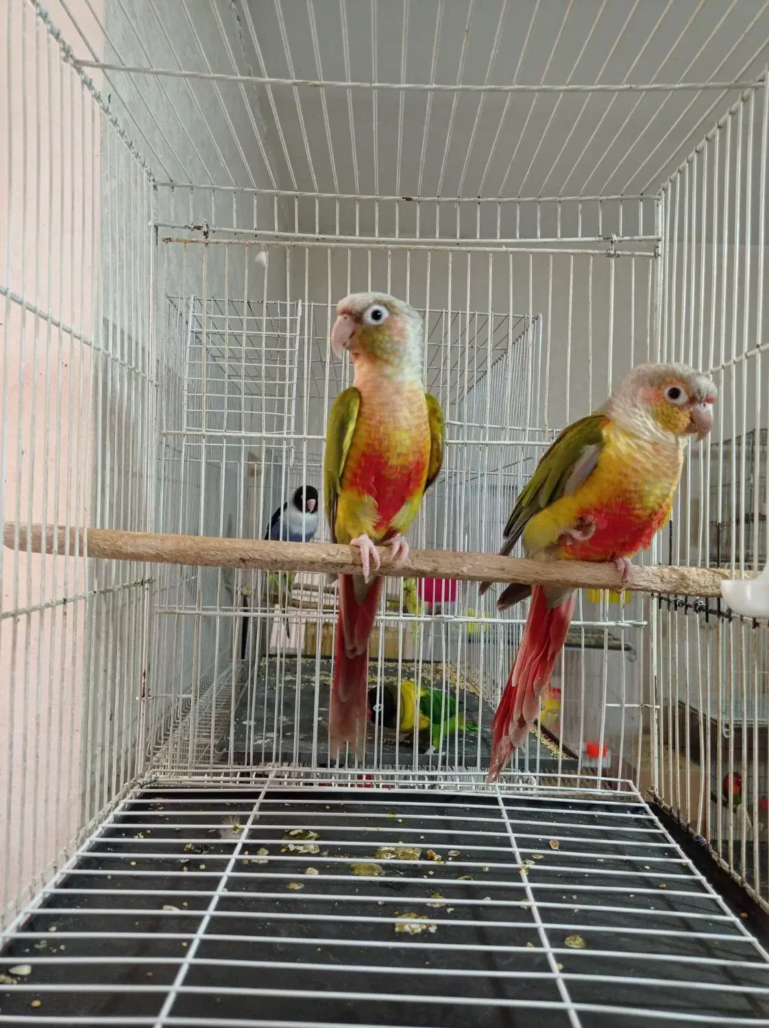 جفت مولدجوجه نروماده کوتوله گرینچیک عروس طوطی|پرنده|مشهد, کشف|دیوار