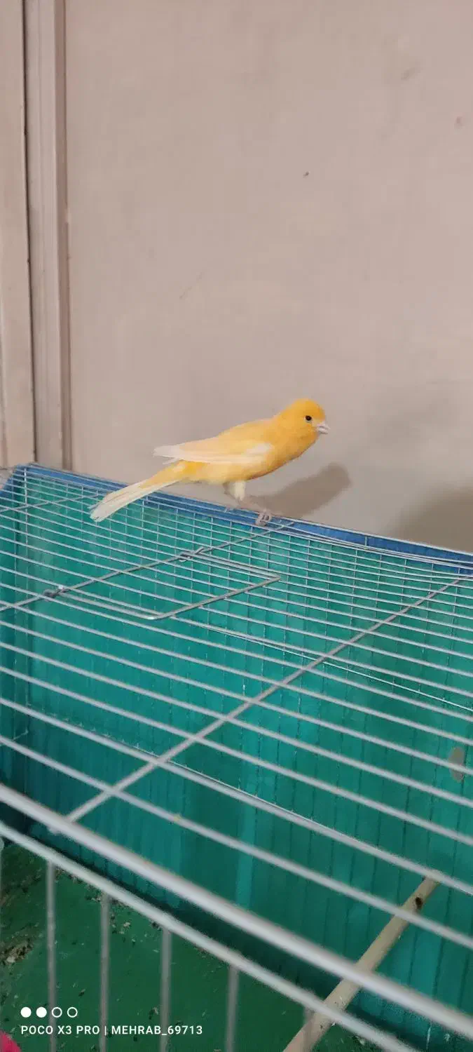 قناری نر و ماده سوپر،رسمی،سرخ،سفید|پرنده|خرم‌آباد, |دیوار