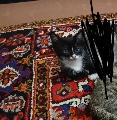 گربه|گربه|سراب, |دیوار