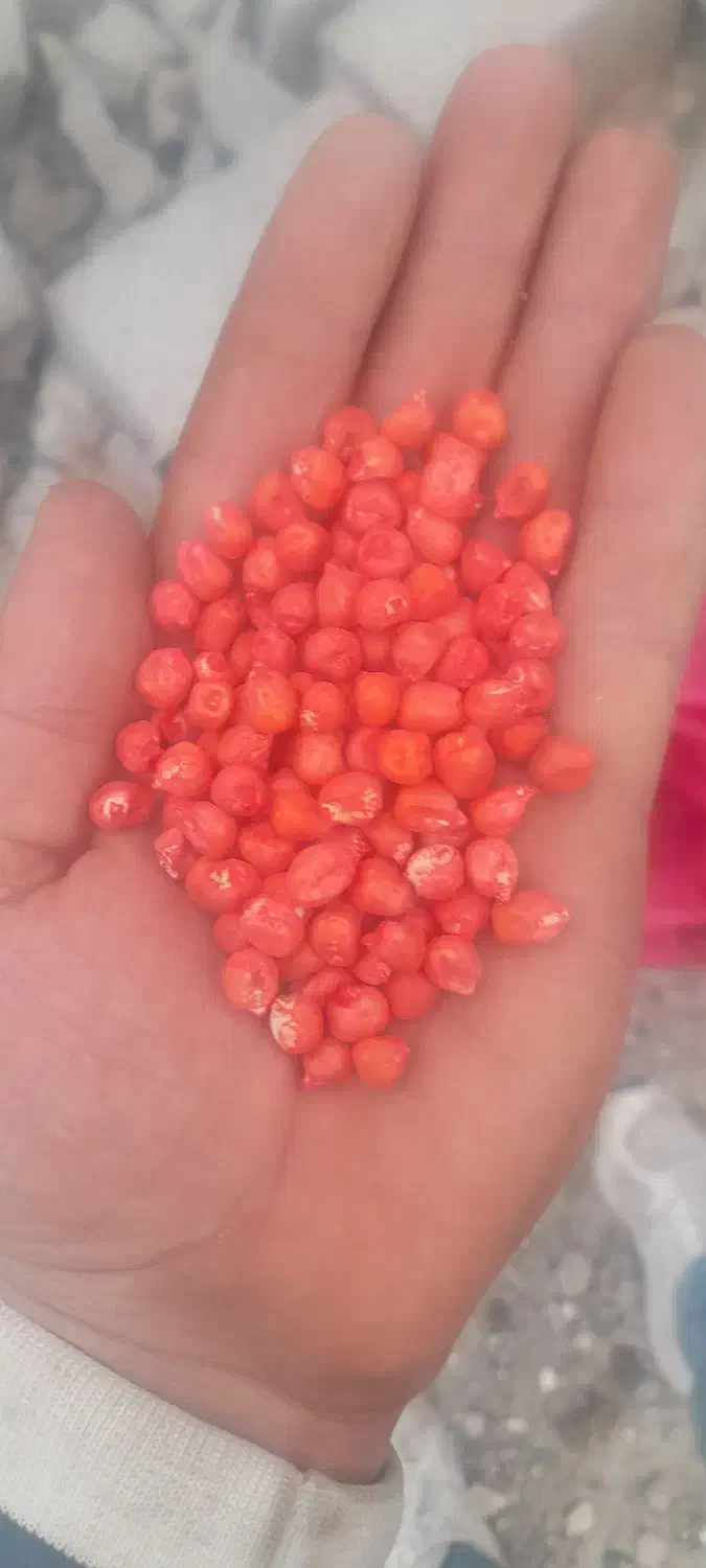 زرت|لوازم جانبی حیوانات|اردبیل, |دیوار