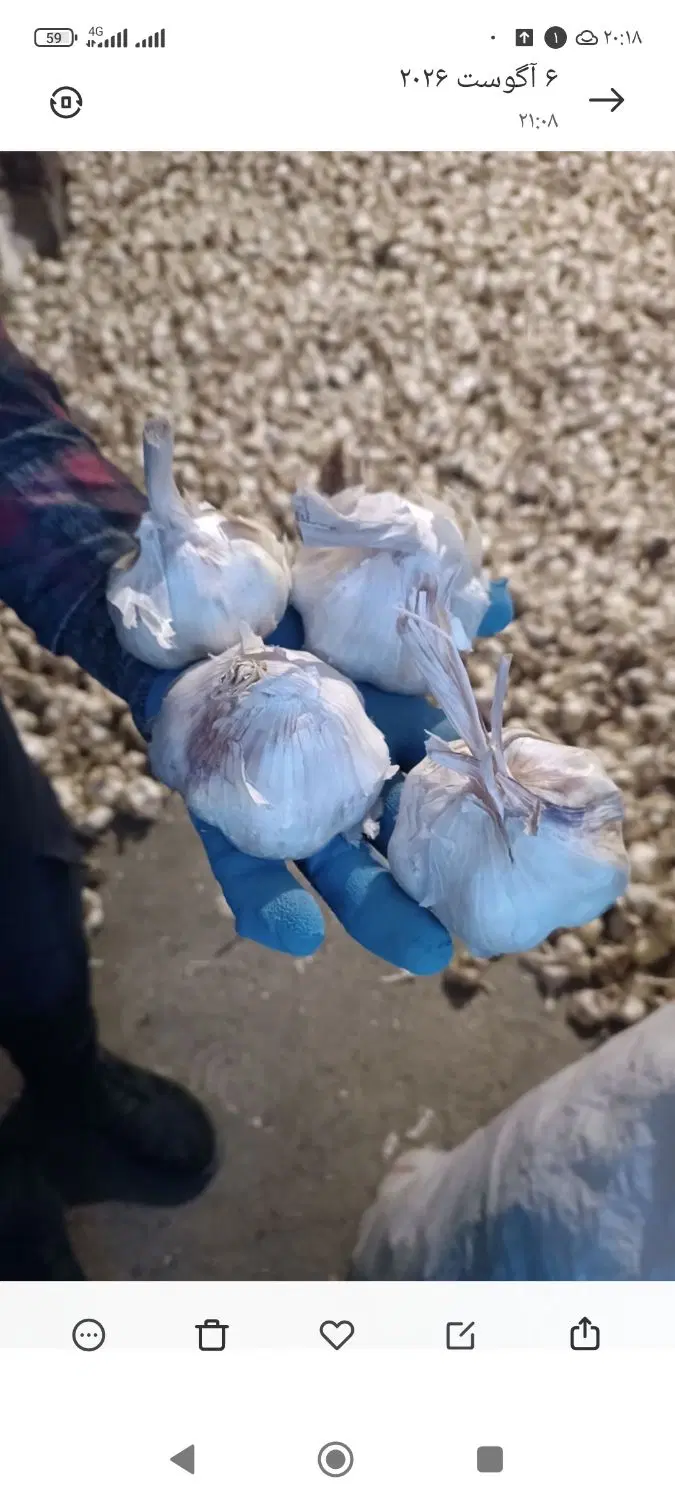 سیر|خوردنی و آشامیدنی|سنقر, |دیوار