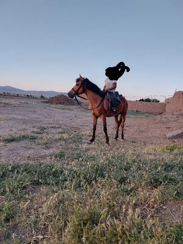 اسب|اسب و تجهیزات اسب‌سواری|جلگه رخ, |دیوار