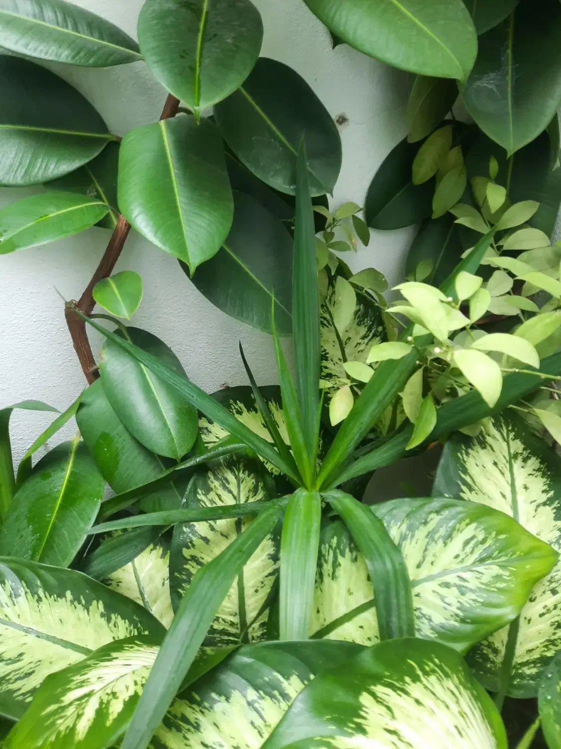 گل طبیعی|گل و گیاه طبیعی|سقز, |دیوار