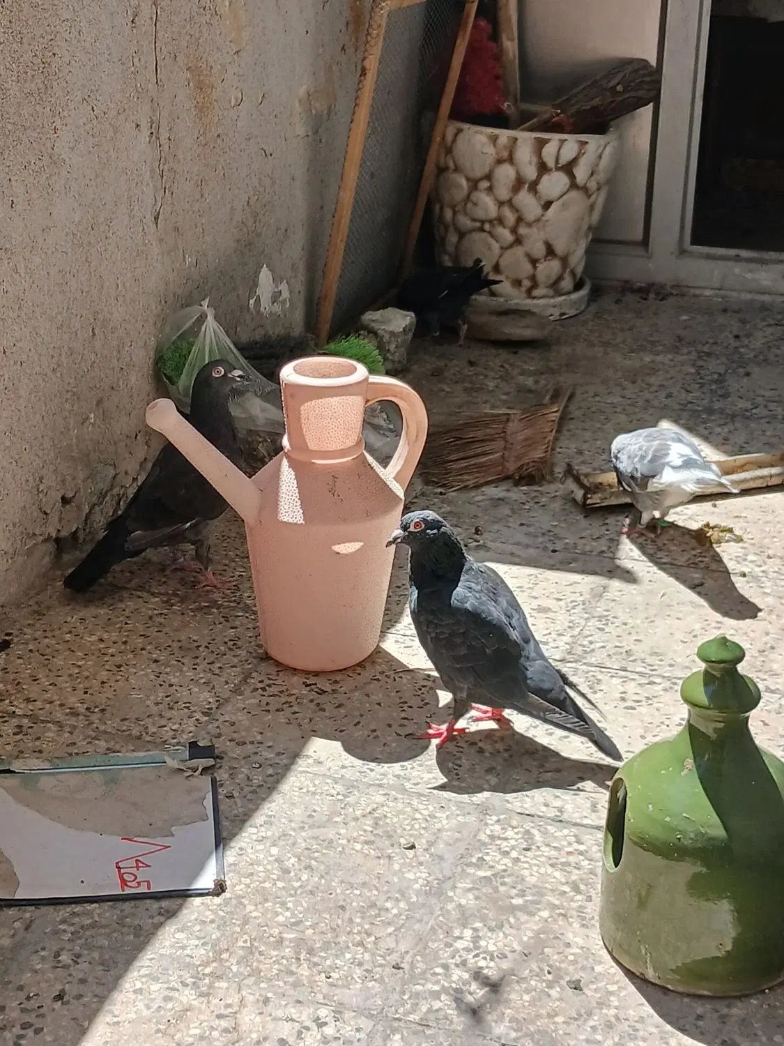 کفتر|پرنده|فولادشهر, B4|دیوار