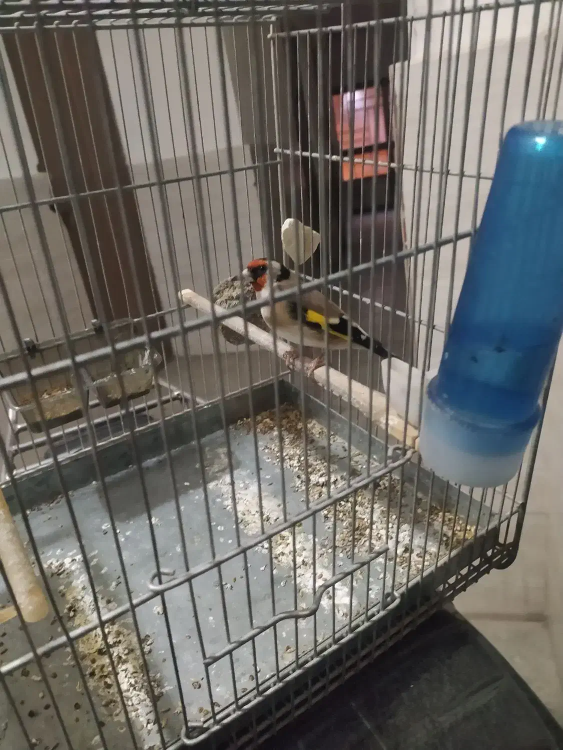 سهره|پرنده|قزوین, |دیوار