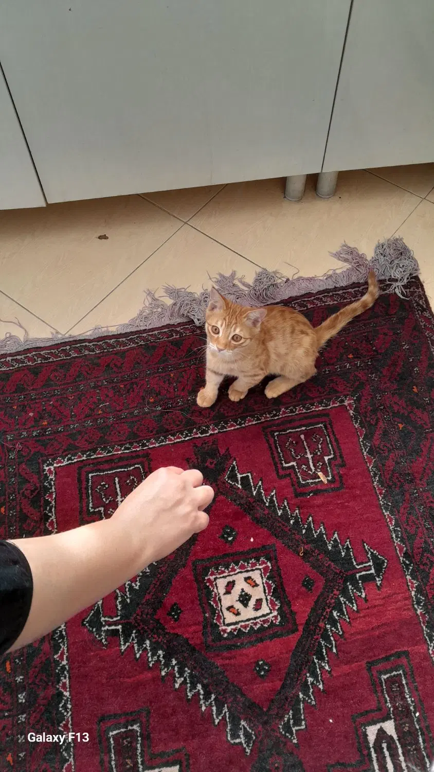 گربه|گربه|نیشابور, گمنام غربی|دیوار