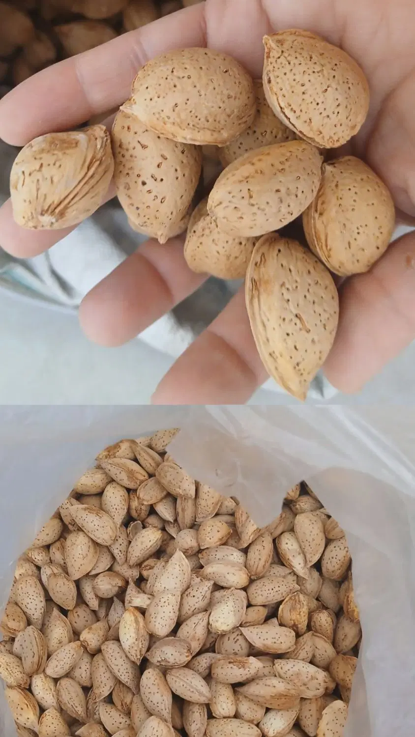 بادام|خوردنی و آشامیدنی|کاشمر, |دیوار