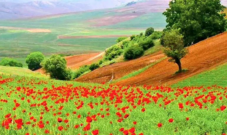 دشت شاد|تور و چارتر|سبزوار, بیهق شرقی|دیوار
