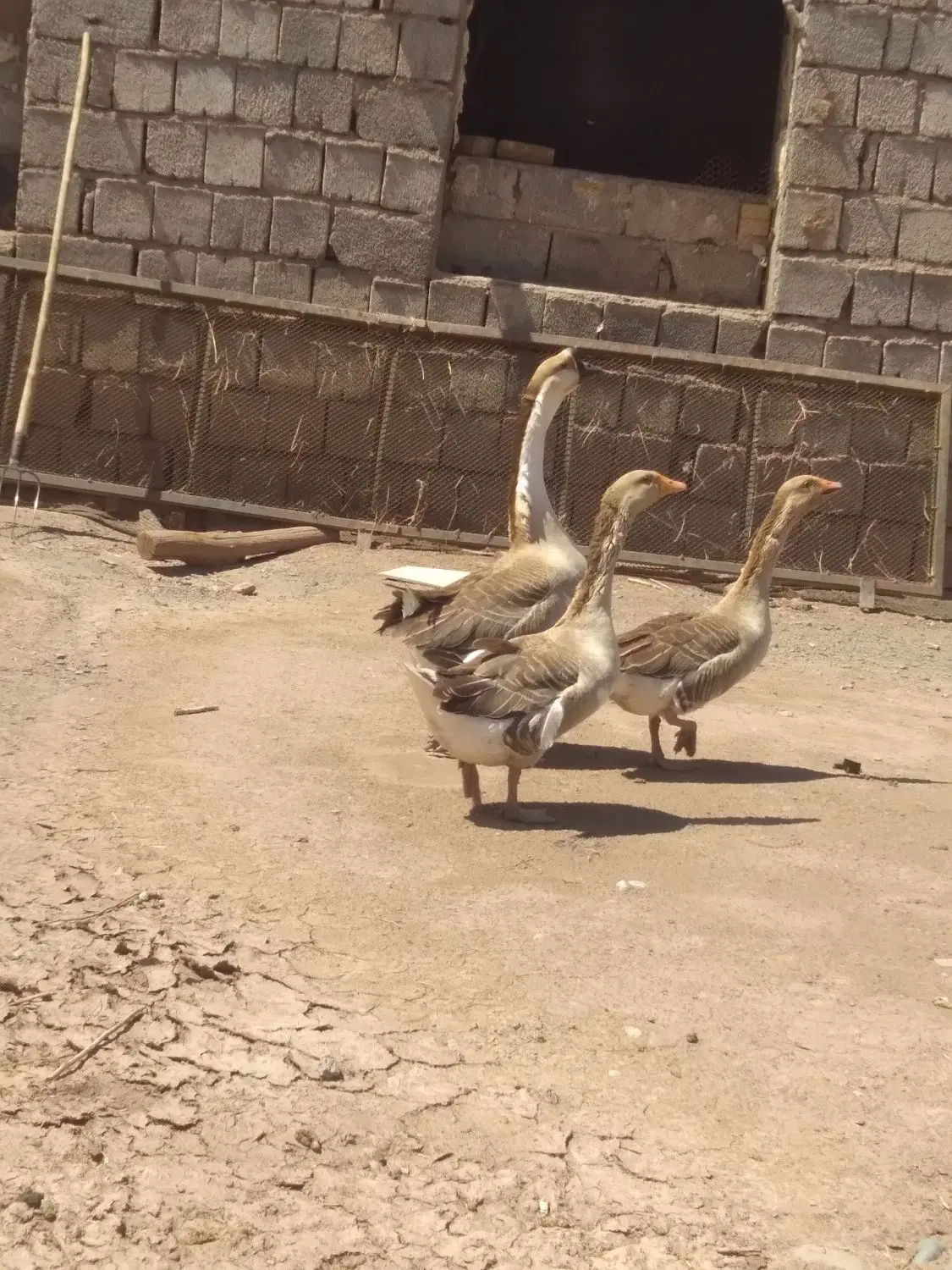قو غاز|حیوانات مزرعه|خوی, |دیوار