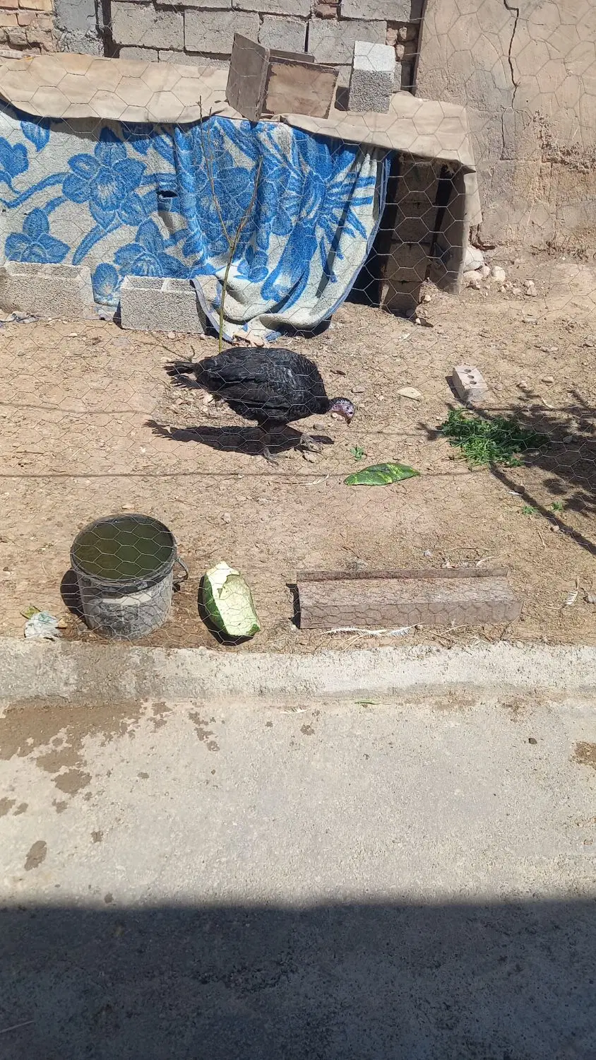 بوقلمون|حیوانات مزرعه|باروق, |دیوار