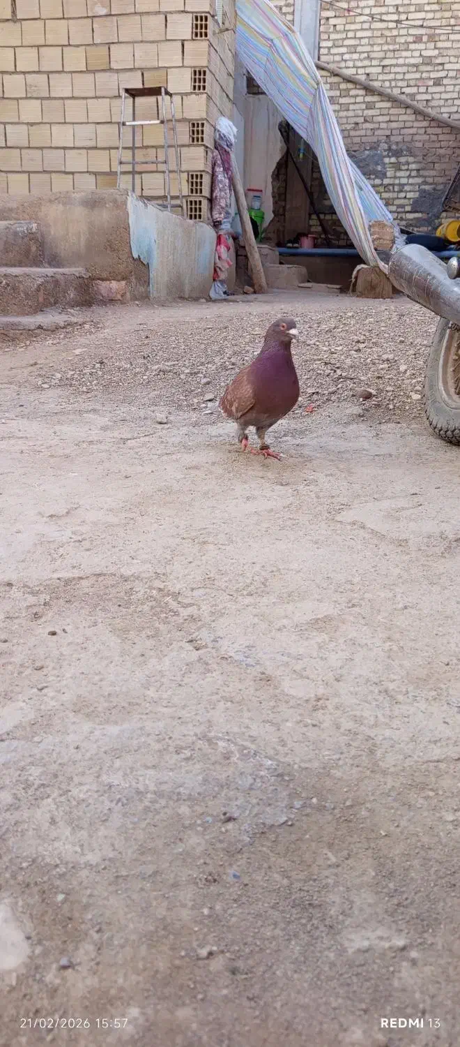 قرمزپرشی|پرنده|اسفرورین, |دیوار