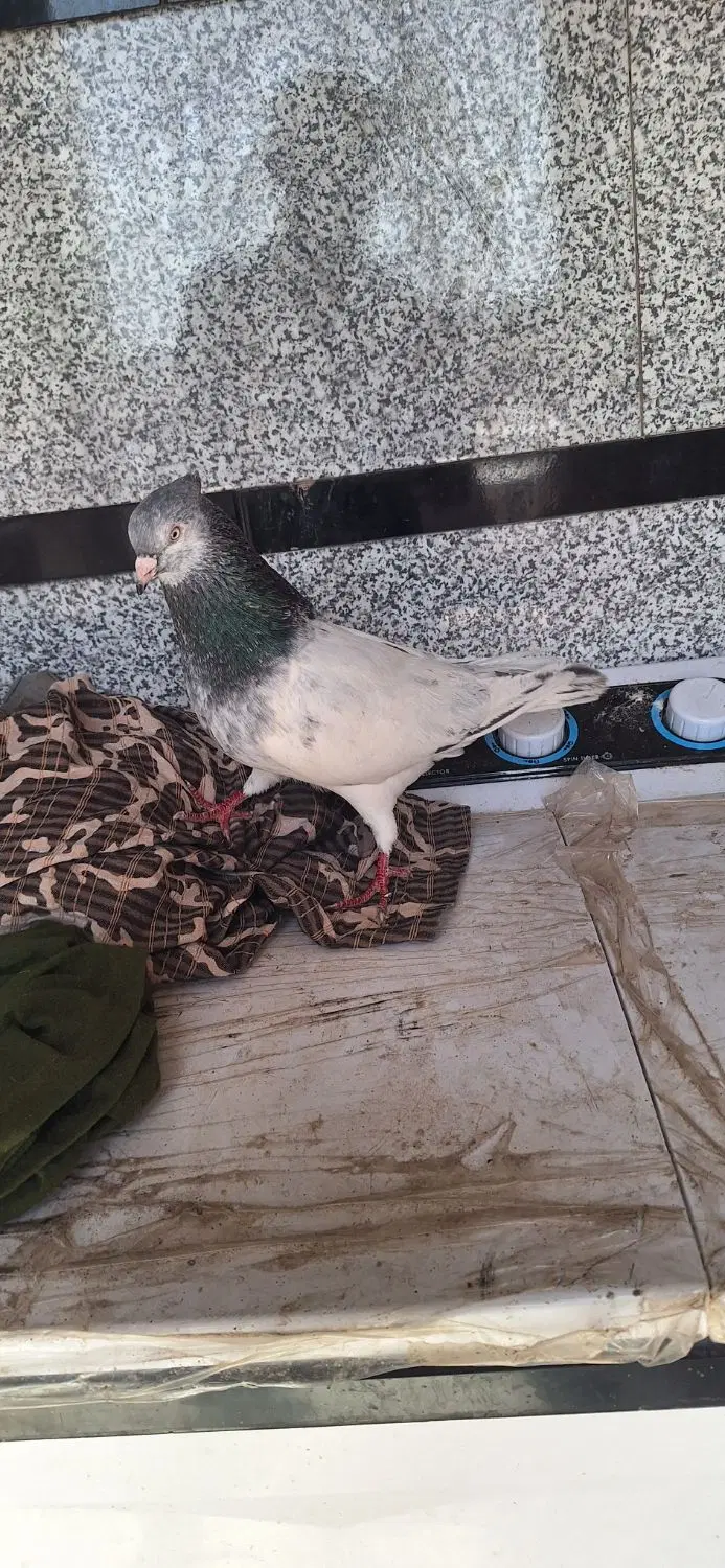 کله ای|پرنده|کارون, |دیوار