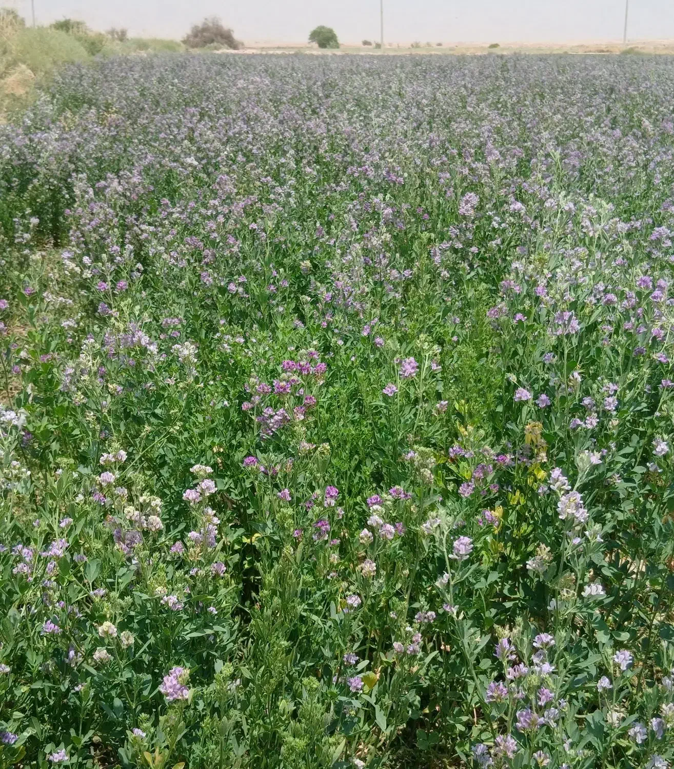 کاه یونجه|لوازم جانبی حیوانات|برازجان, |دیوار