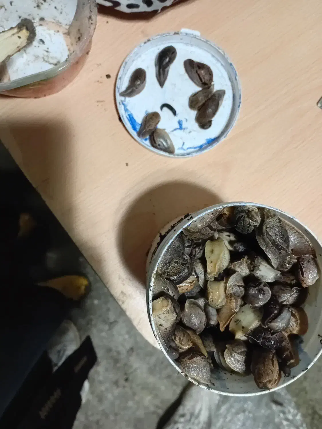 حلزون باغی|خزنده|پرهسر, |دیوار