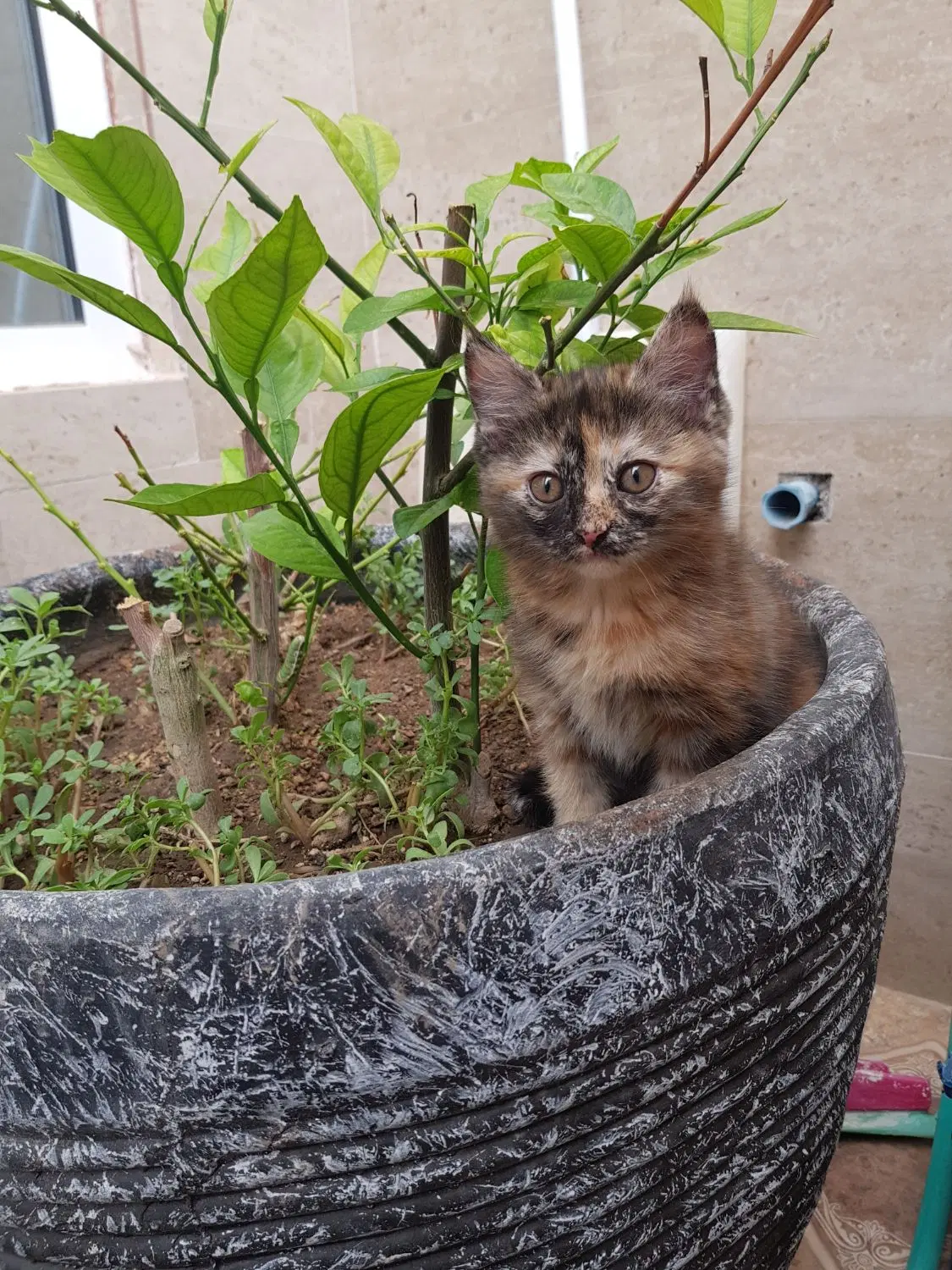 بچه گربه|گربه|یزد, |دیوار