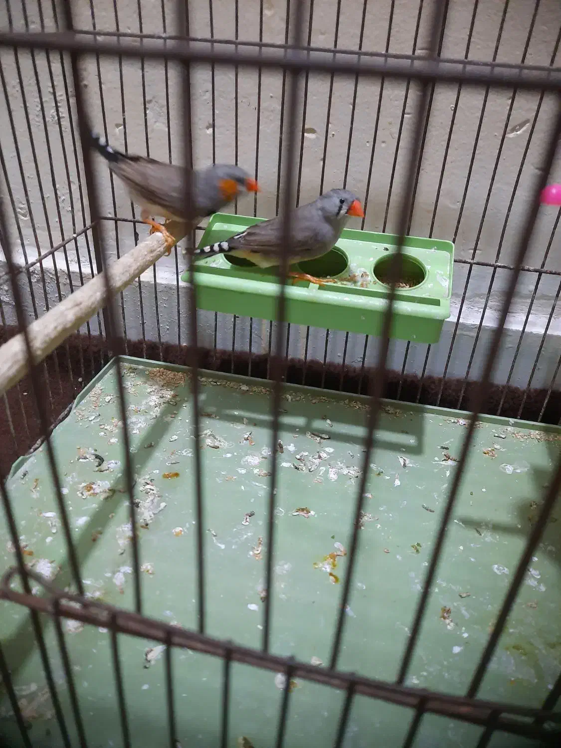 جفت فنچ|پرنده|بندرعباس, |دیوار