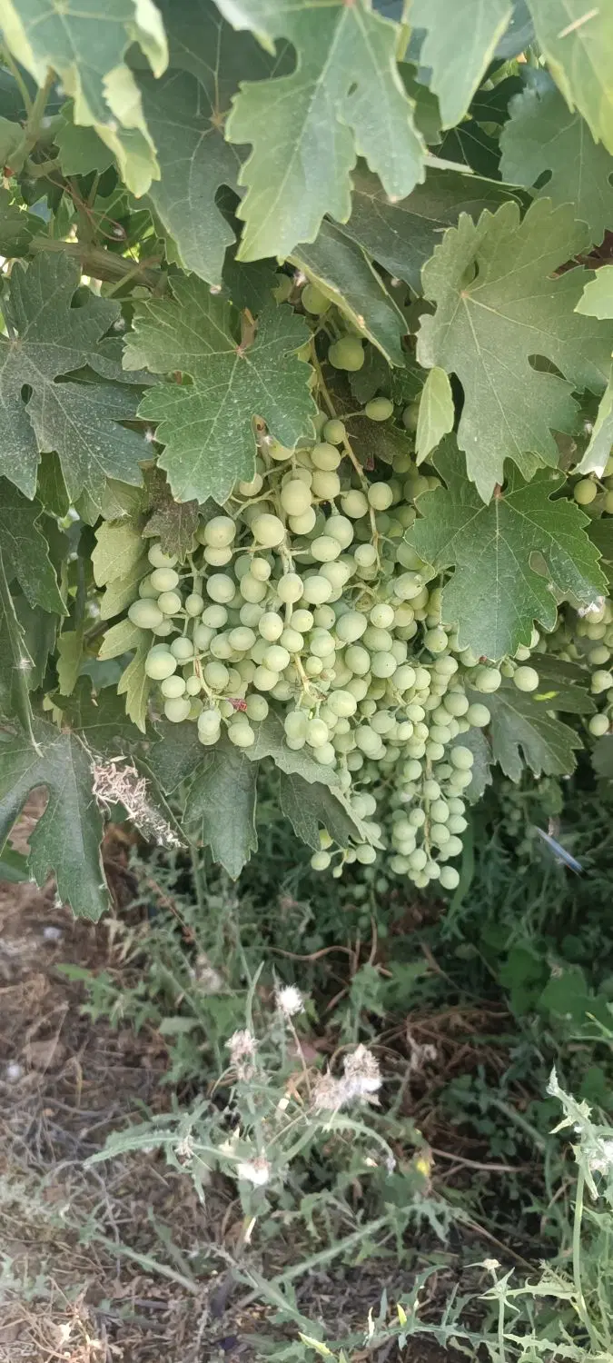 غوره|خوردنی و آشامیدنی|کوهنانی, |دیوار