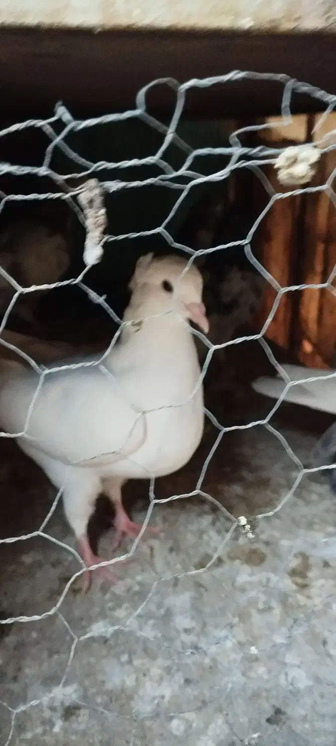 کبوتر|پرنده|مسجد سلیمان, |دیوار