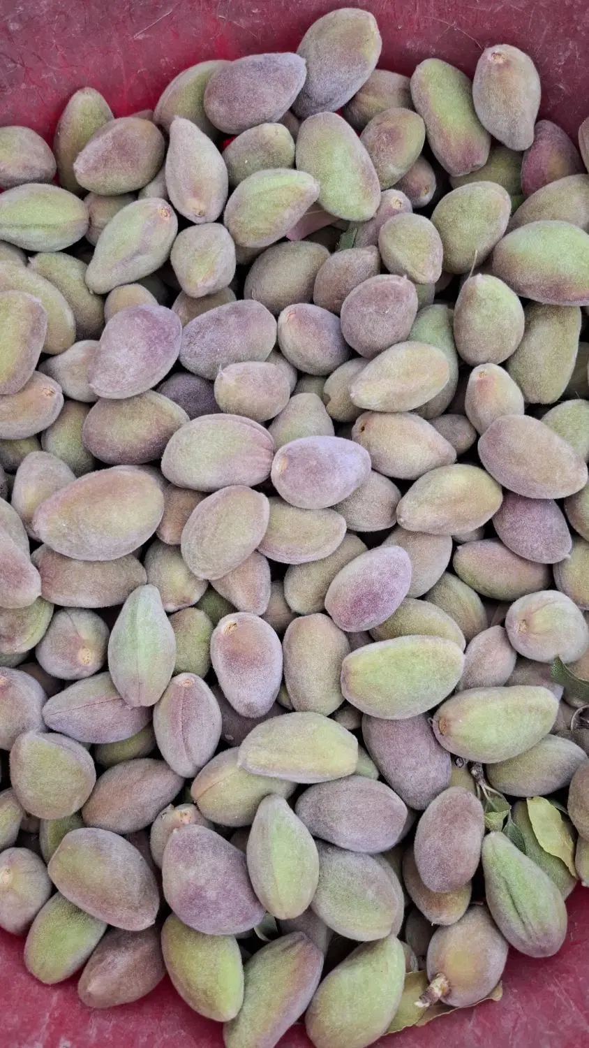 بادام|خوردنی و آشامیدنی|چادگان, |دیوار