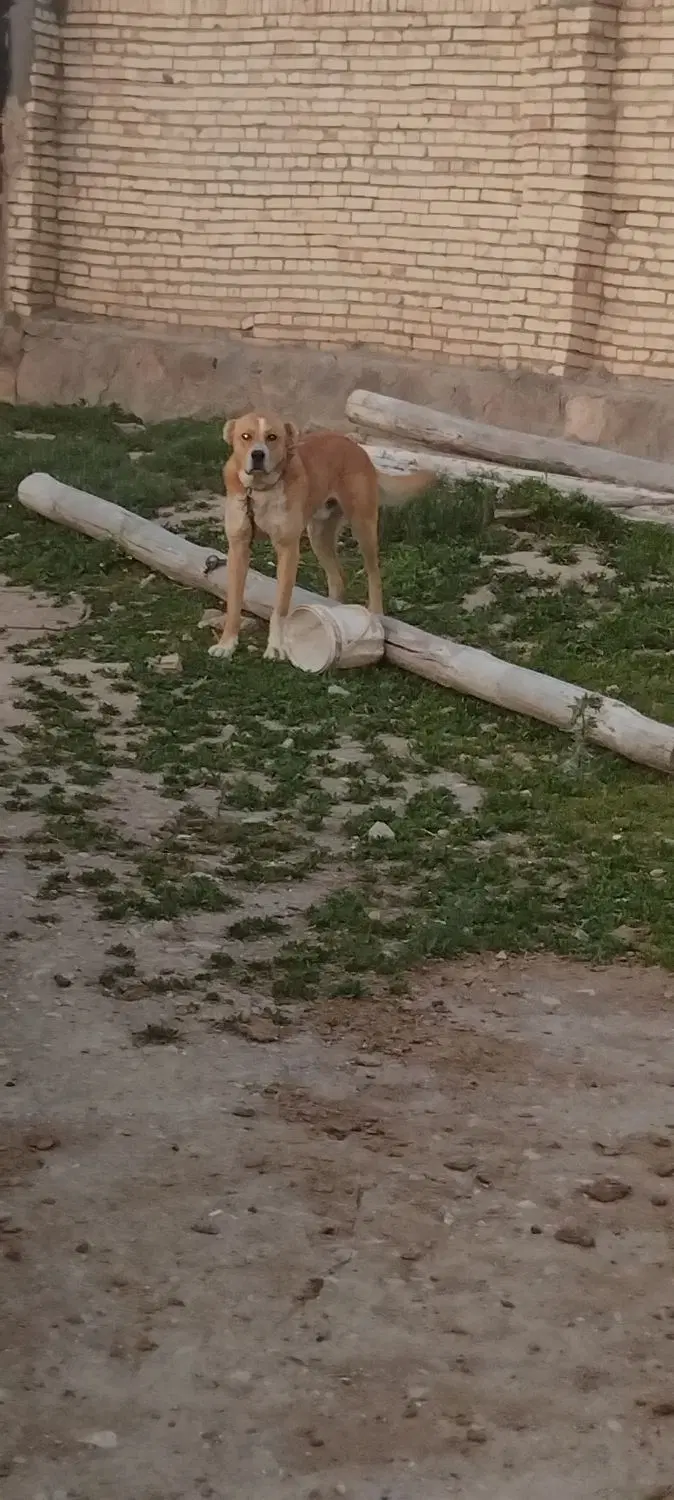 ....|سگ|خواجه, |دیوار