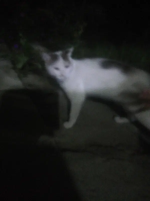 گربه dsh|گربه|ارومیه, |دیوار