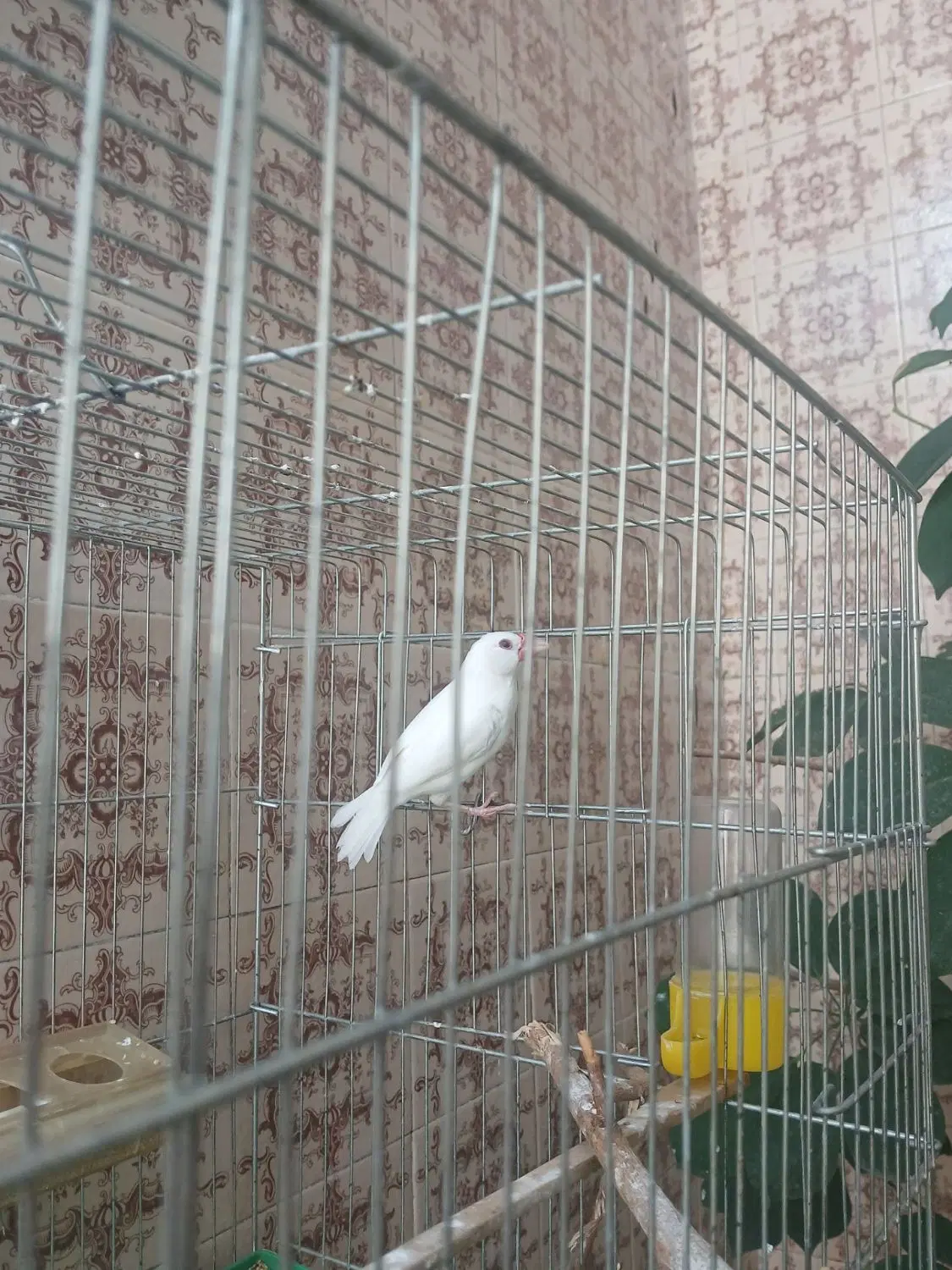فنچ نرگسی|پرنده|کوهدشت, |دیوار