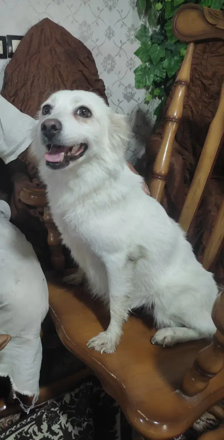 سگ پامرین|سگ|شیراز, شهرک بهار|دیوار