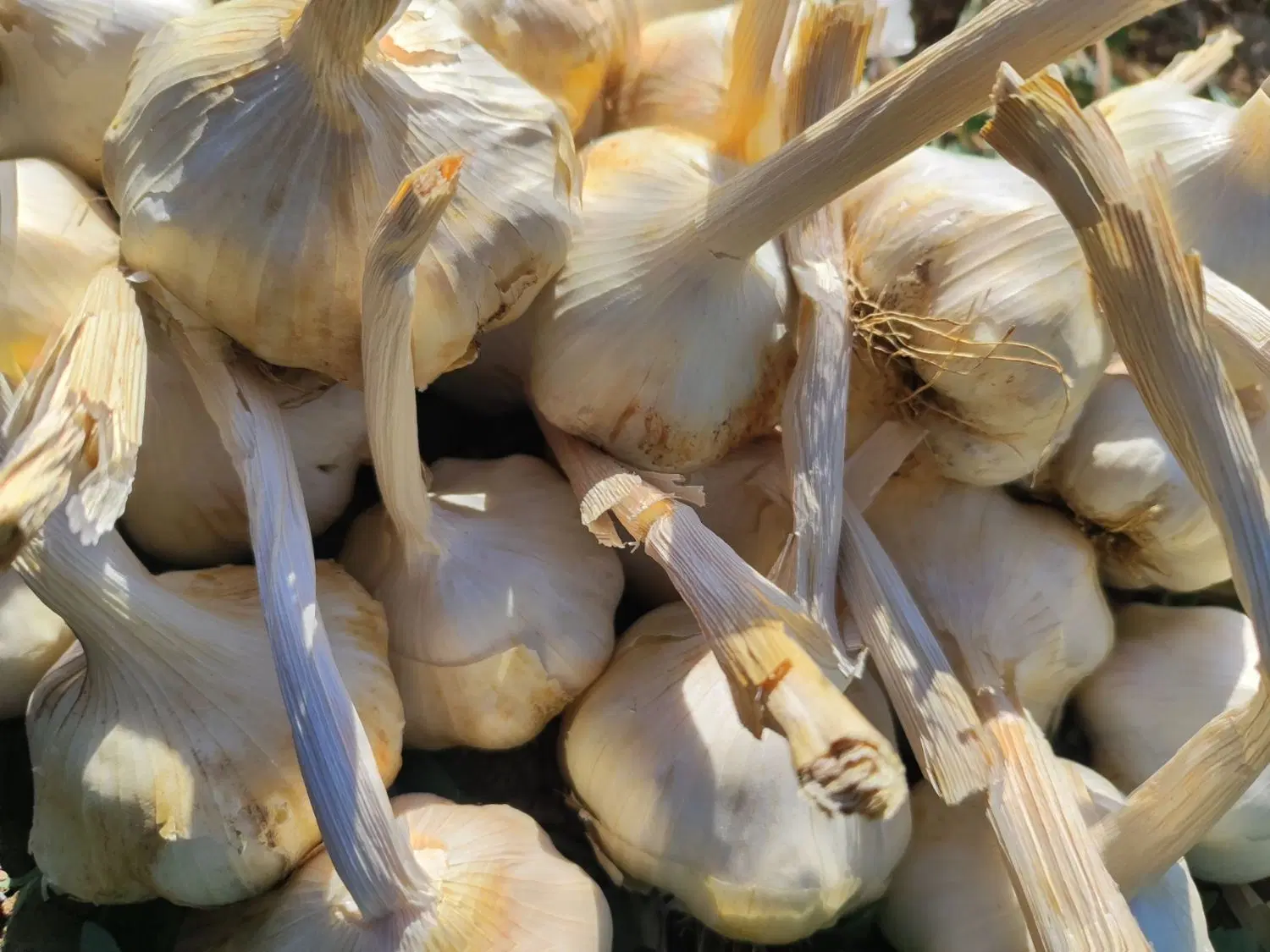 سیر|خوردنی و آشامیدنی|بیستون, |دیوار