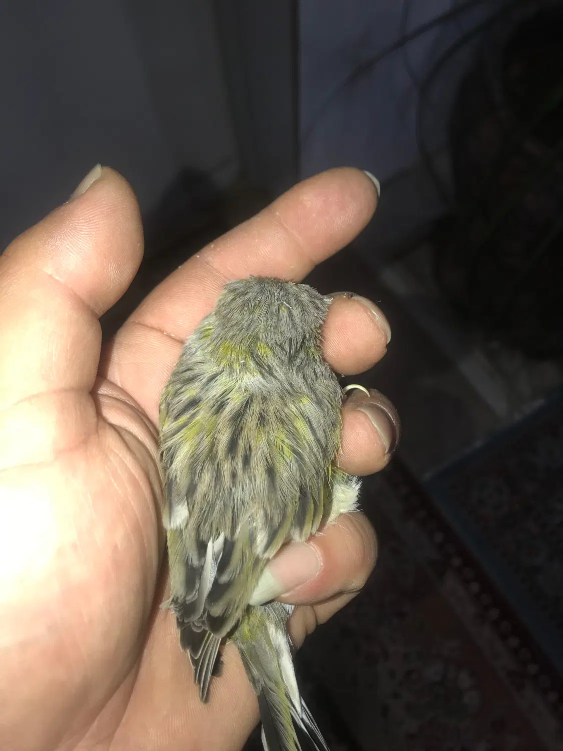 قناری|پرنده|رشت, کوی فکوری|دیوار