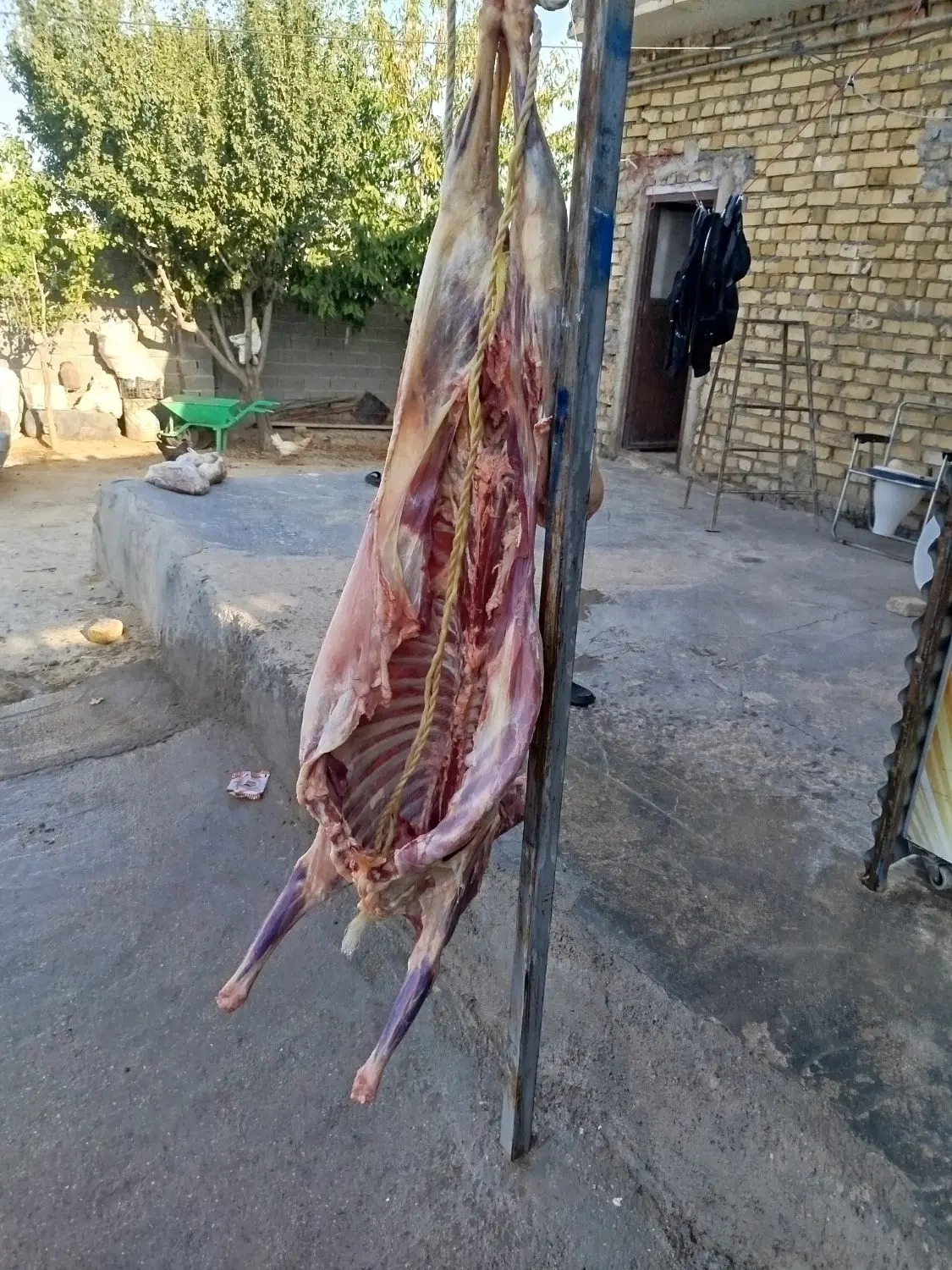 میش|خوردنی و آشامیدنی|شیروان (خراسان), |دیوار