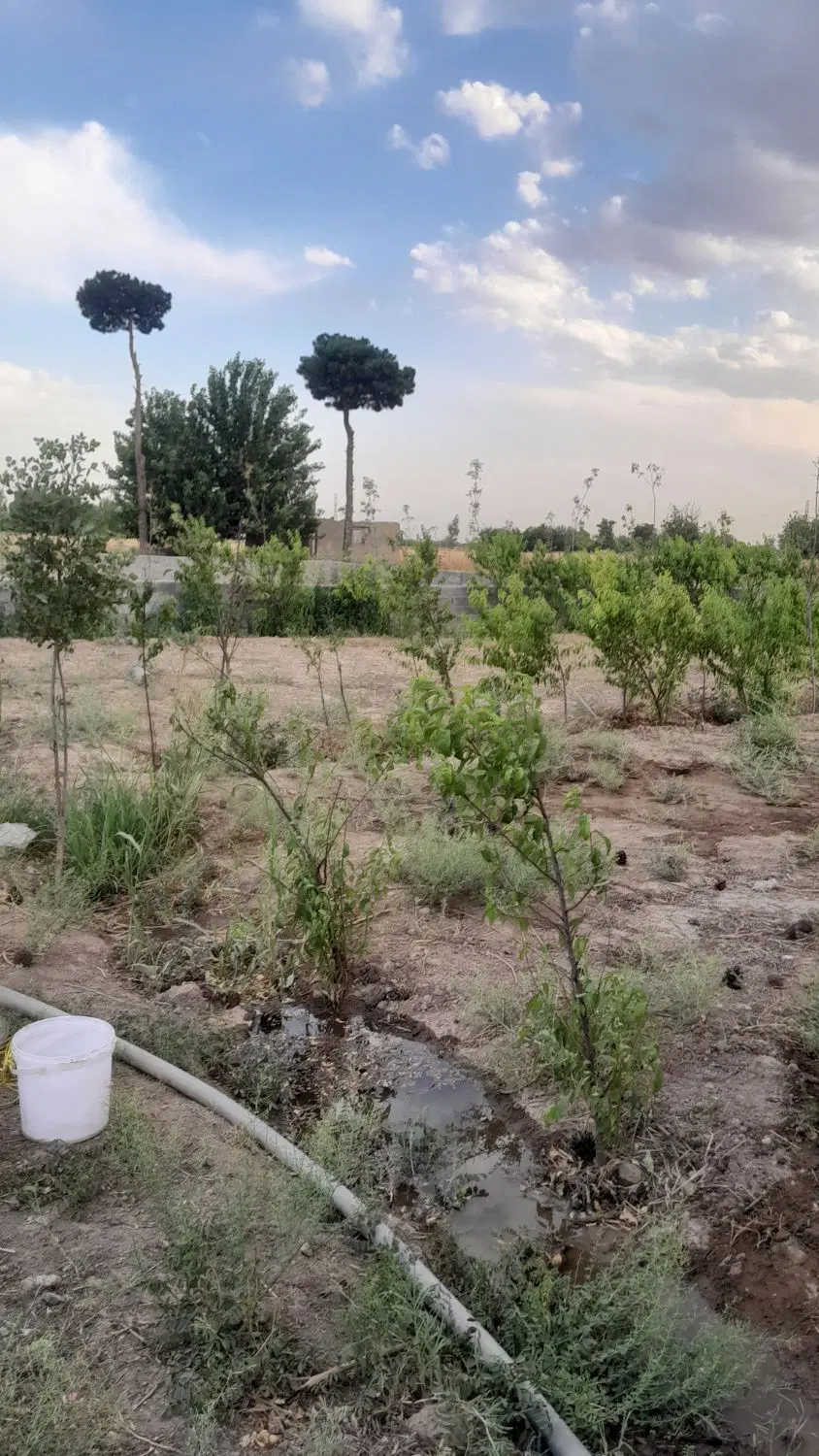 باغچه|خدمات باغبانی و درختکاری|قلعه نو, |دیوار